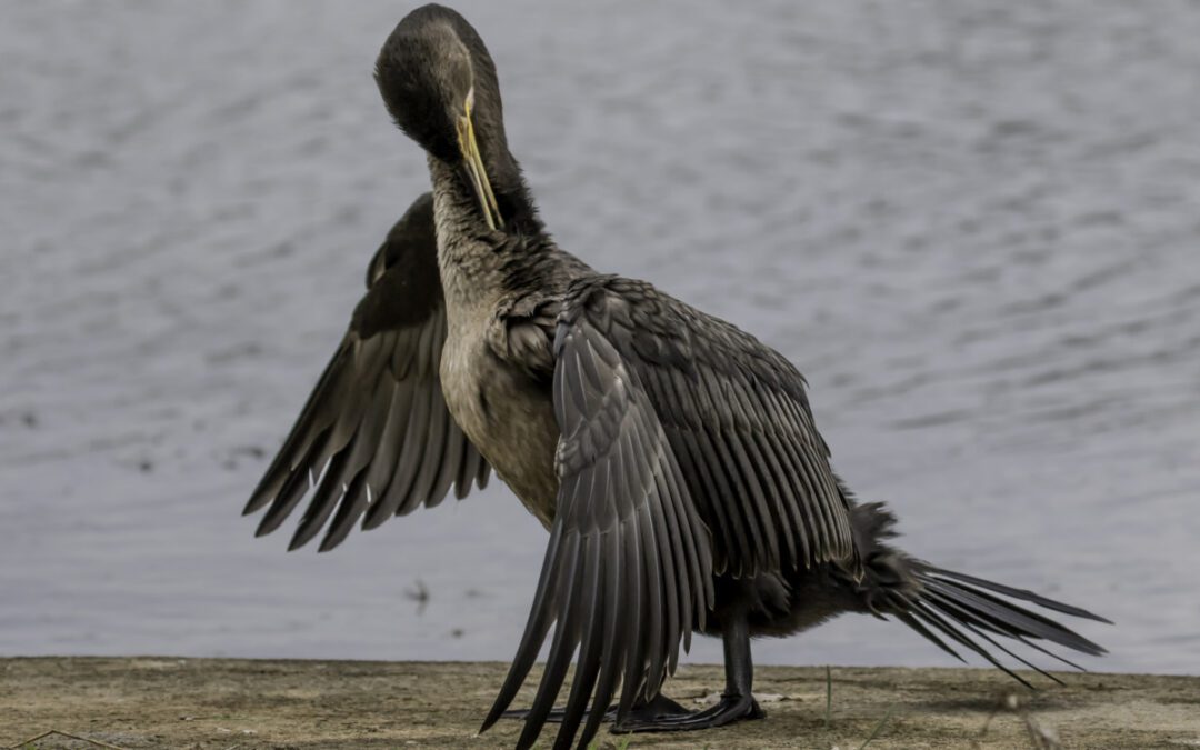 Flocking to Presque Isle this summer for bird watching? What to know if you go
