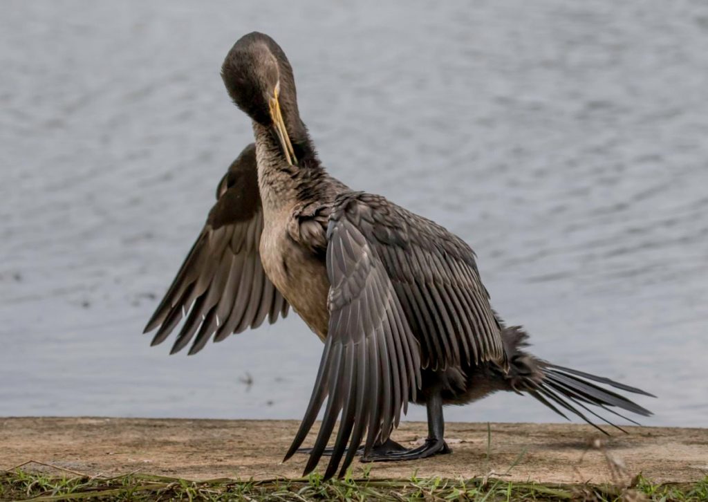 Flocking to Presque Isle this summer for bird watching? What to know if you go
