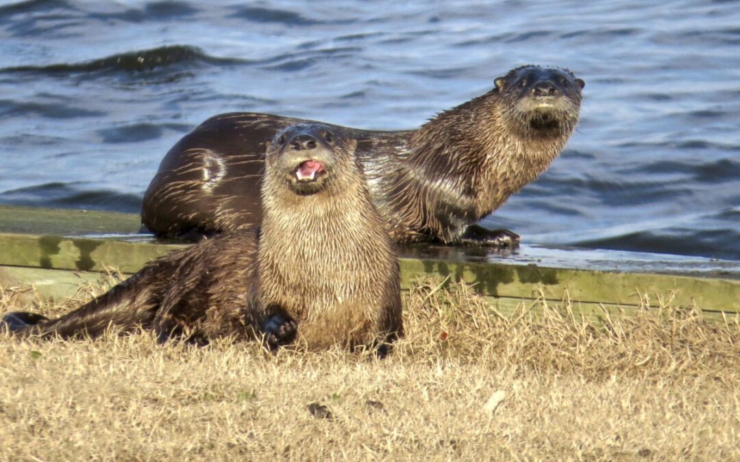 River otters in Pa.: What to know & where to spot them
