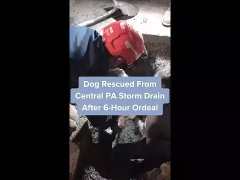 Dog rescued from Central Pa. storm drain after 6-hour ordeal