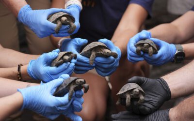 Tortoise hatchlings born of century-old parents come out of their shells at Philadelphia Zoo