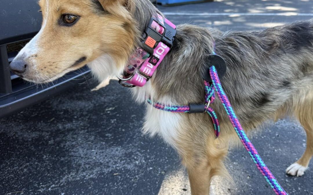 Pa. pup rescued with a cheese ball jar on her head is recovering