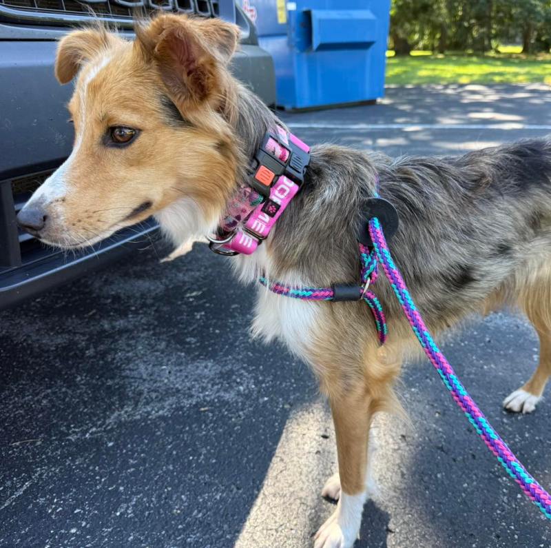Pa. pup rescued with a cheese ball jar on her head is recovering
