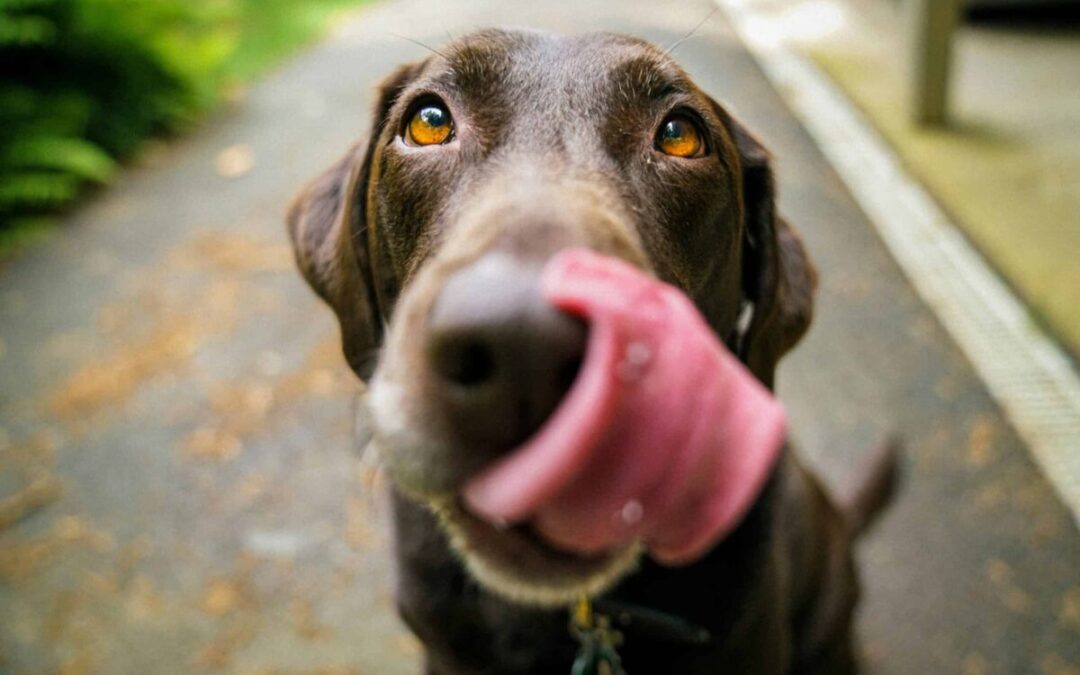 Best dog-friendly spots in every part of PA