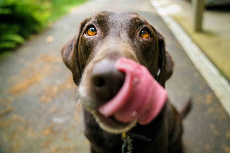 august 26 is national dog day