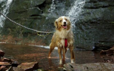 Your dog wants you to read this article