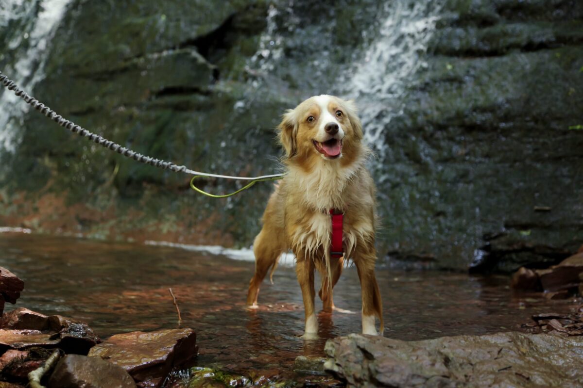 laika a smiling yellow and white dog stands in a body of water
