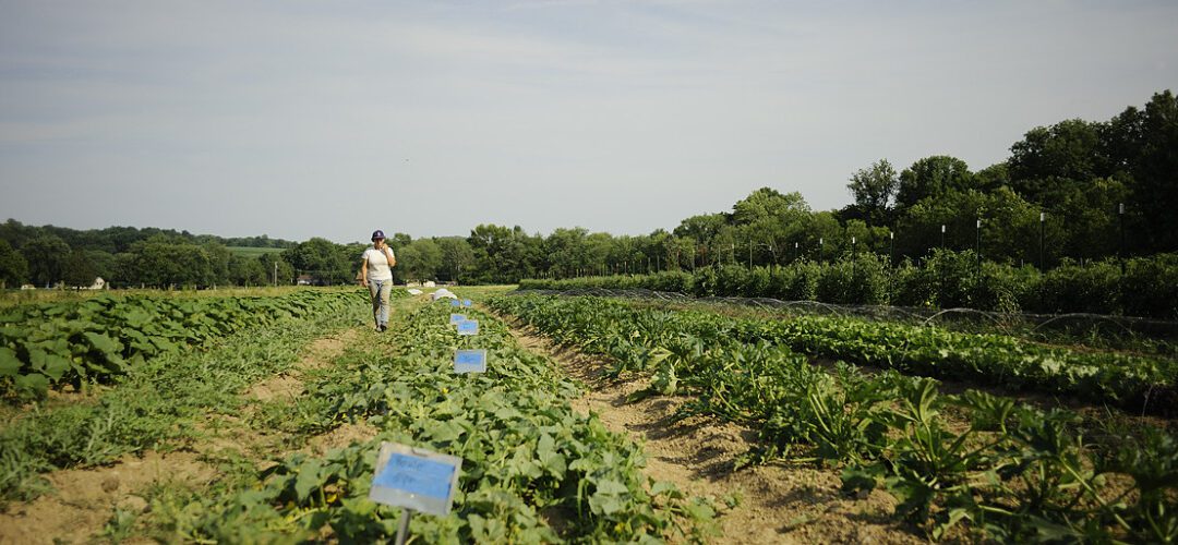 Federal cuts to SNAP are squeezing families and farmers in Pennsylvania