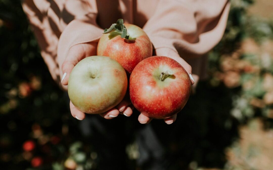 Your 2025 guide to apple picking in Pennsylvania