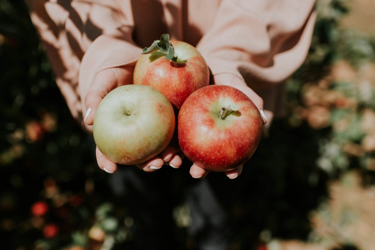 pa-apples pennsylvania is full of apple orchards ripe for picking