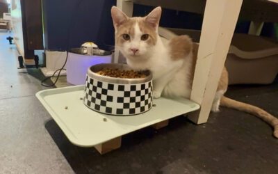 Pittsburgh set to reopen spay and neuter program for all cats, other pets