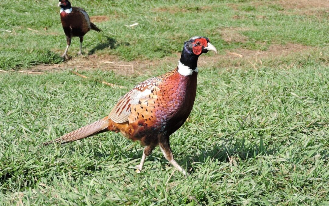 From turkeys, rabbits, pheasants to geese, here’s a look at Pa.’s new hunting seasons