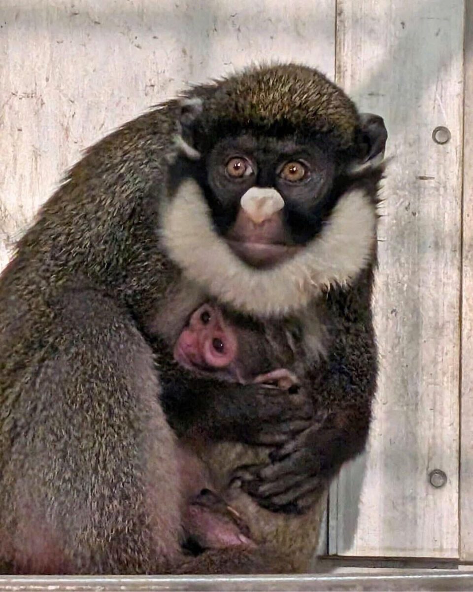 Erie Zoo welcomes newborn monkey. When can you see the baby lesser spot-nosed guenon?