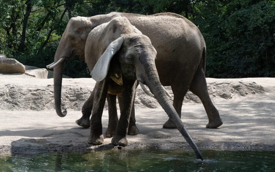 Why the Pittsburgh Zoo is planning to send two more elephants to the ICC in Somerset