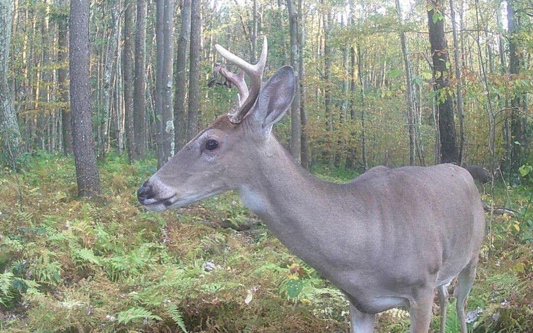 With deer moving more, here’s what to know if you hit one with your automobile in Pa.