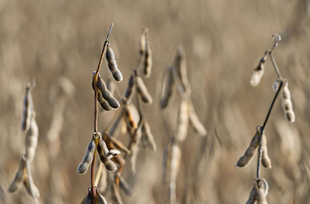 For Pa.’s soybean farmers, trade wars are only the latest struggle.