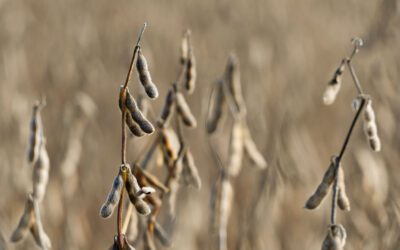 For Pa.’s soybean farmers, trade wars are only the latest struggle.