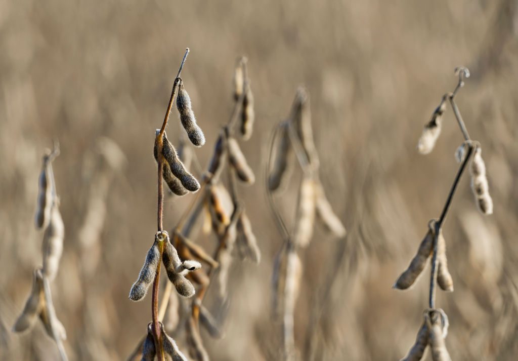 For Pa.’s soybean farmers, trade wars are only the latest struggle. For Pa.’s soybean farmers, trade wars are only the latest struggle.