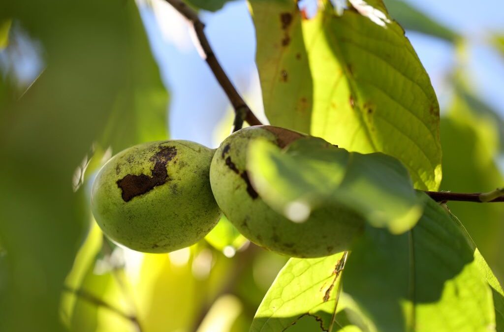Pittsburghers preserving pawpaw trees, some hope it will lead to more zebra swallowtail butterflies