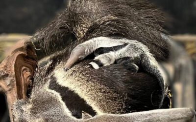 Keystone Safari announces giant anteater birth. What to know