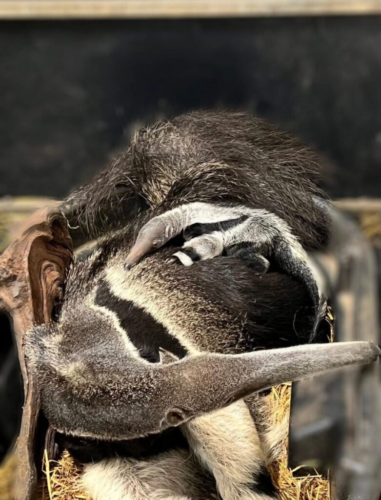 ANIMALS - The Keystone Newsroom