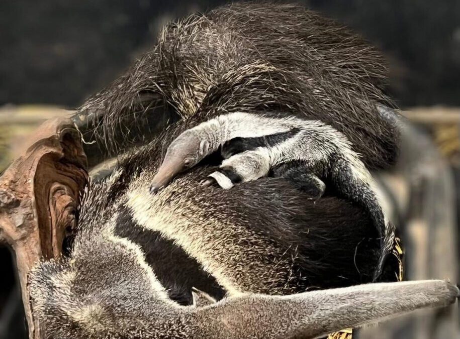 Keystone Safari announces giant anteater birth. What to know