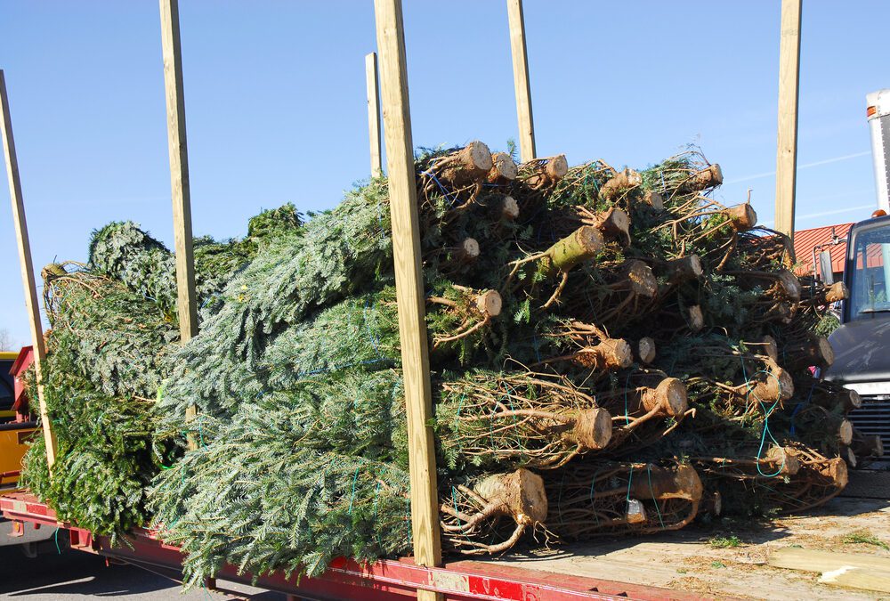 Christmas tree retailers find lots to like at a Pennsylvania wholesale auction