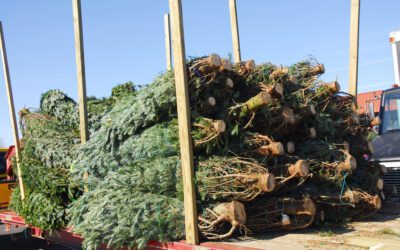 Christmas tree retailers find lots to like at a Pennsylvania wholesale auction