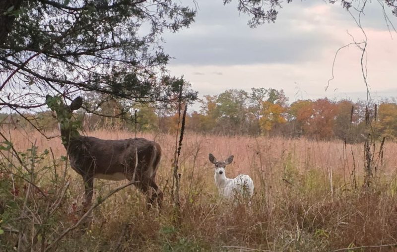 A rare type of whitetail deer has popped up from time to time in Bucks County, the kind of deer that has more than the usual amount of white in its coat.