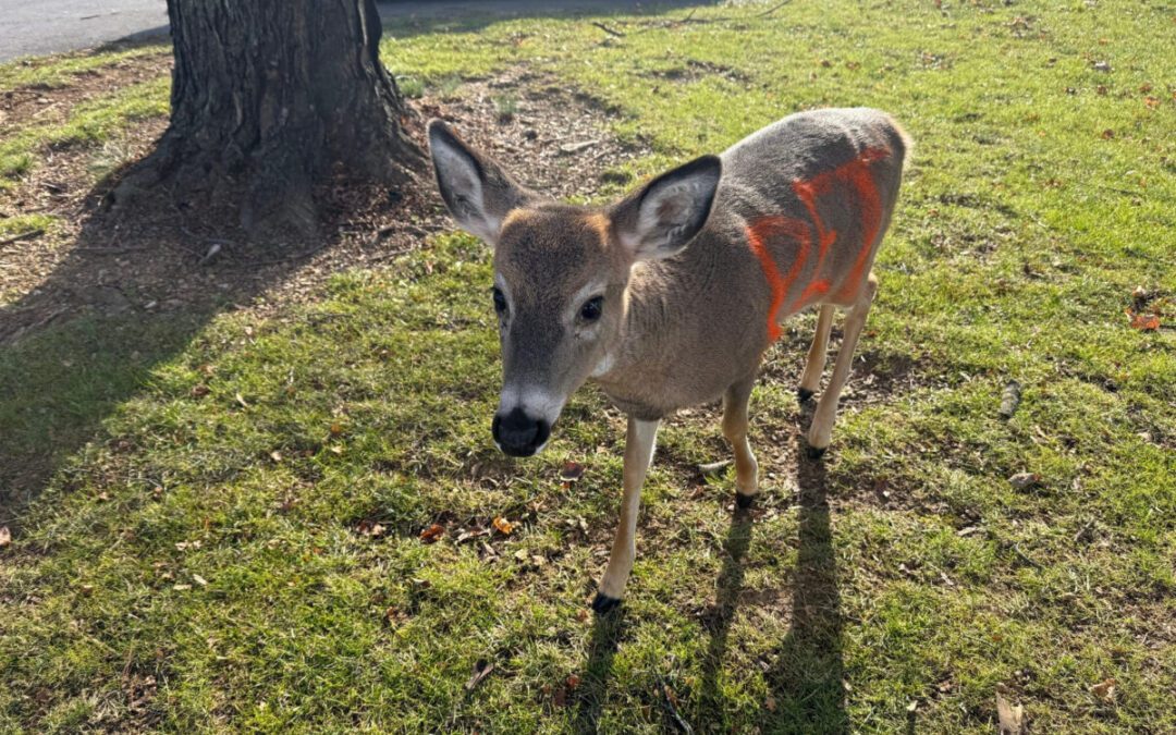 Police in Lebanon County seek ‘owner’ of deer spray painted with ‘PET’