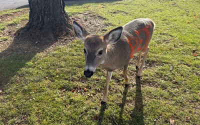 Police in Lebanon County seek ‘owner’ of deer spray painted with ‘PET’