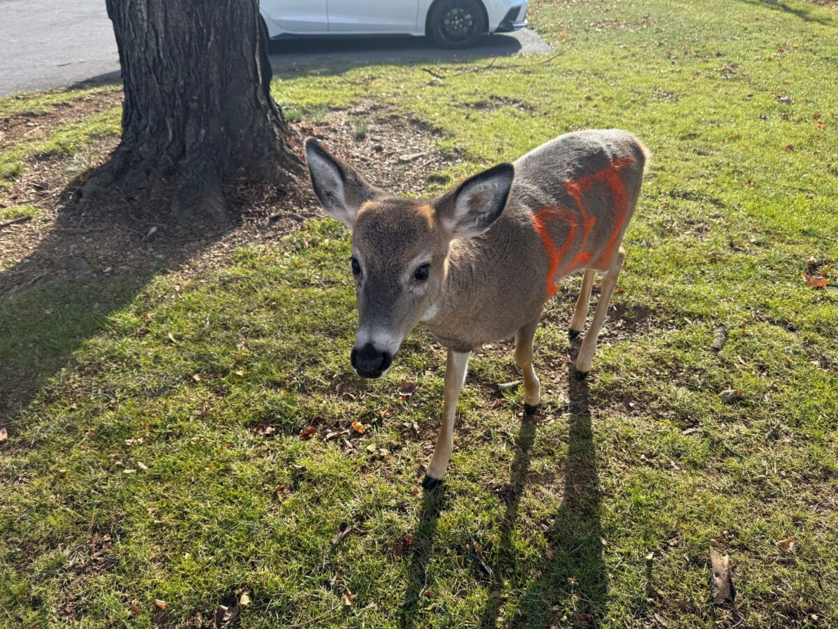 Police in Lebanon County seek ‘owner’ of deer spray painted with ‘PET’