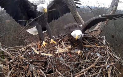 Webcam shows eagles renovating Hanover nest ahead of 2026 season