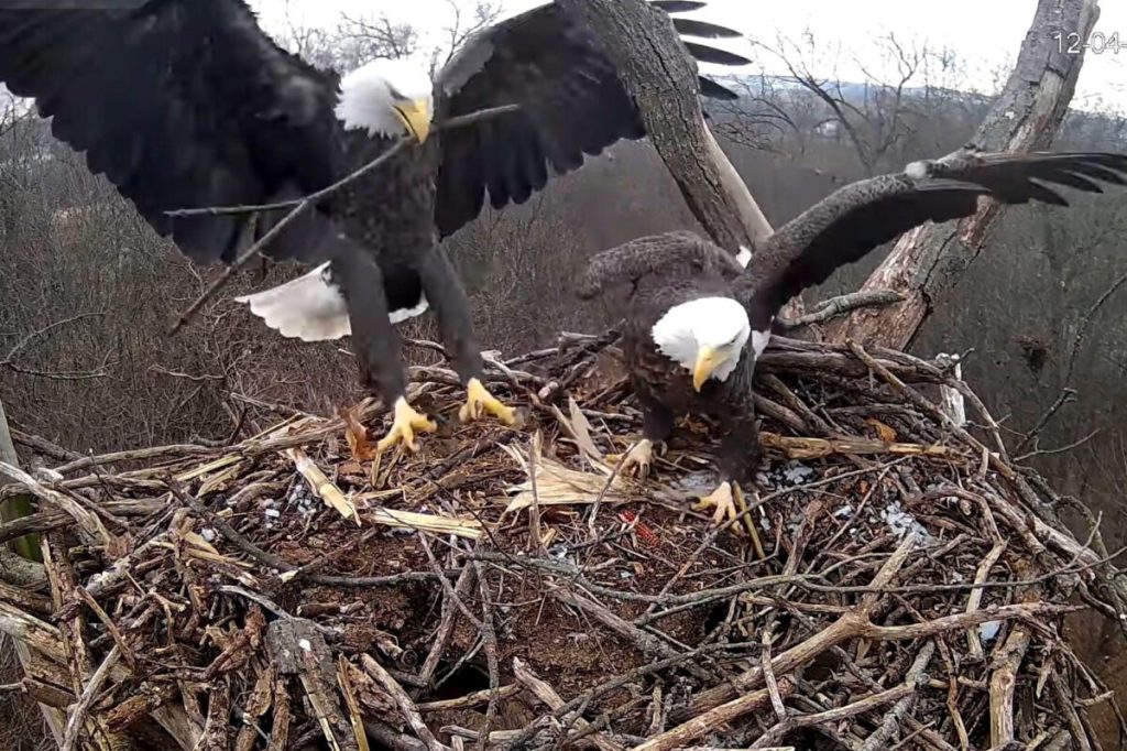 Webcam shows eagles renovating Hanover nest ahead of 2026 season