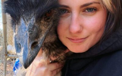 Bert & Ernie emus flew their coop in Windsor Twp. Both now captured