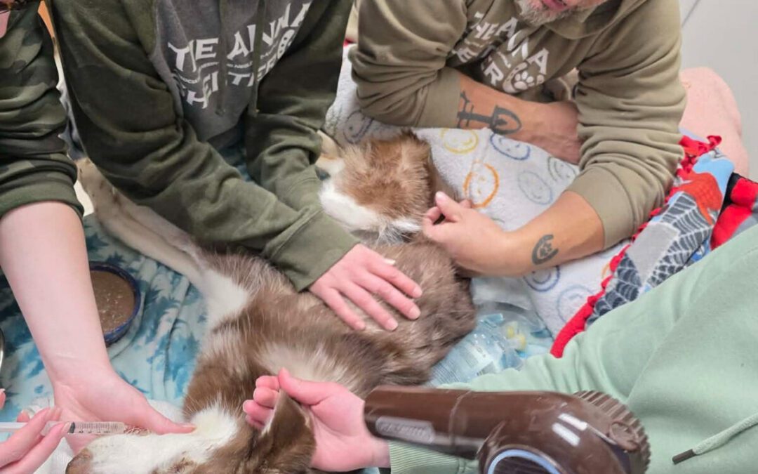 Pa. senator seeks state animal cruelty registry after Erie dog’s death