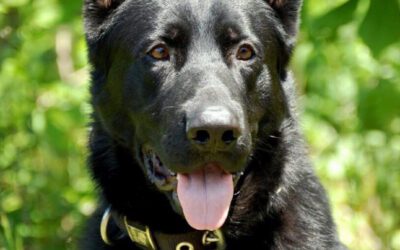 K9 Rangwo remembered for ‘distinguished career’ in law enforcement
