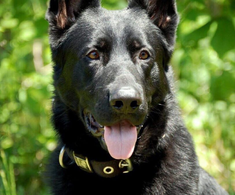 K9 Rangwo remembered for ‘distinguished career’ in law enforcement