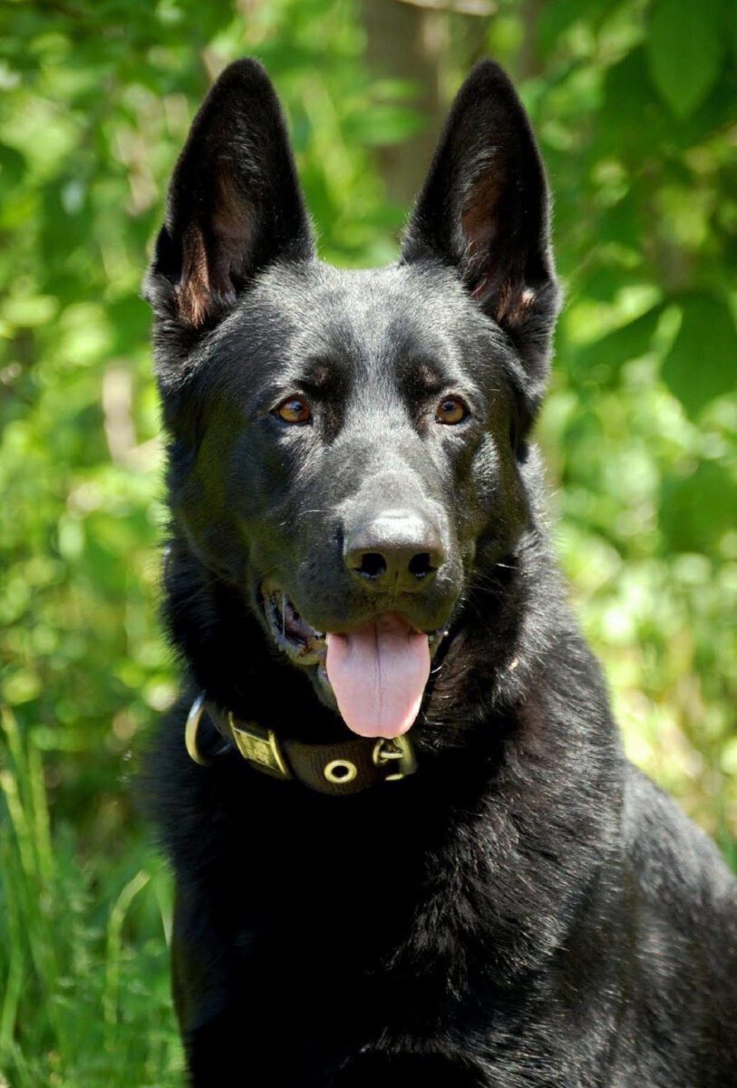 K9 Rangwo remembered for ‘distinguished career’ in law enforcement