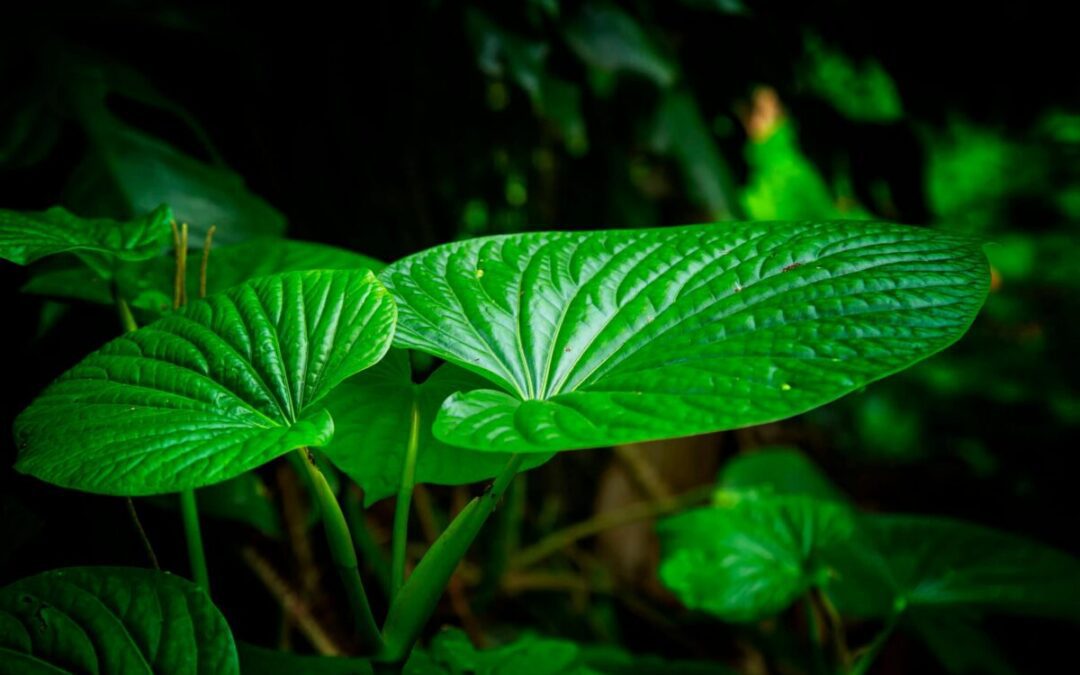 Kava craze: What it is and where to try it in Pittsburgh