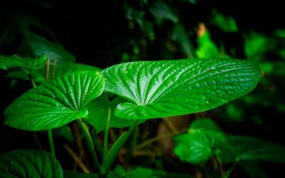 Kava craze: What it is and where to try it in Pittsburgh