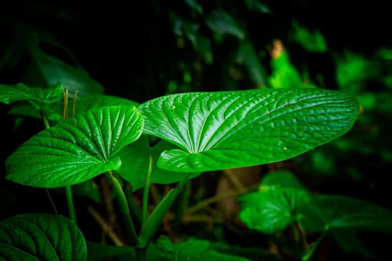 Kava is a beverage made from the plant’s root that is growing in popularity across the country, including in Pittsburgh.