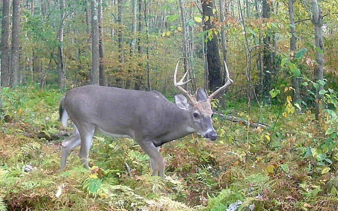 Pennsylvania lawmakers push to change rifle deer season opening date