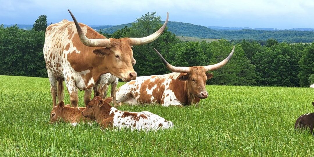 Texas Longhorns find a new home in Pennsylvania