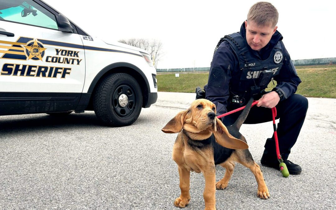 Meet K-9 Mason, York County’s new puppy protector
