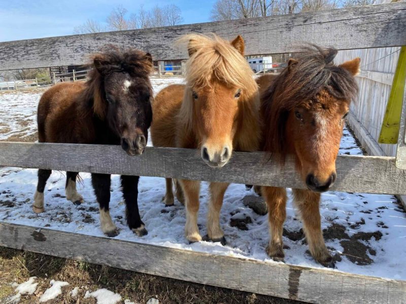 Across Pennsylvania, you’ll find a wide range of animal sanctuary residents, from retired horses and former dairy cows to often overlooked farm birds like ducks, geese, and chickens.