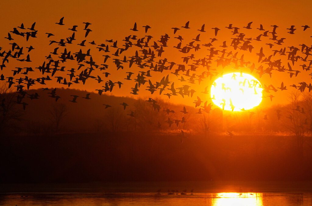 Snow geese take off for the Arctic in mesmerizing sunrise display