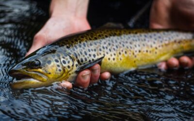 PA issues ‘do not eat’ fishing order in 3 counties due to contaminants