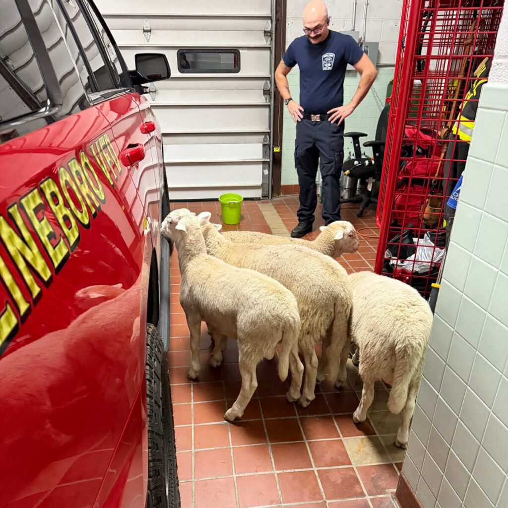 ANIMALS - The Keystone Newsroom