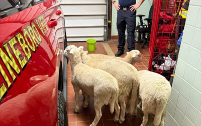 Not some baa-ad joke: Firefighters secure wayward sheep near Md. line